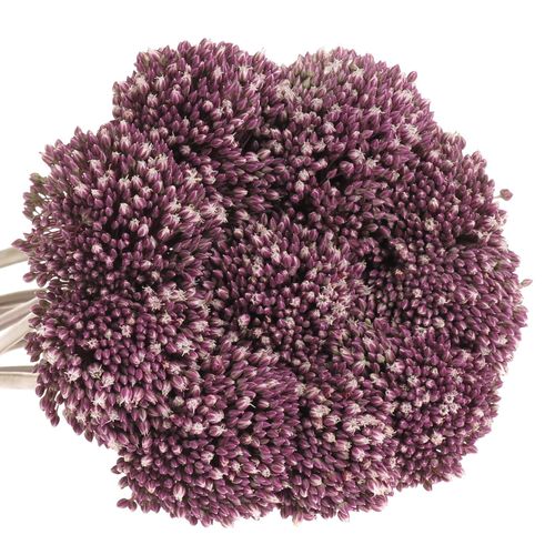 Allium lila Summer Drummer 80cm
