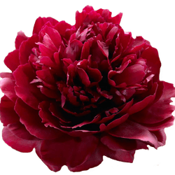 Pfingstrose rot Sarah Bernard 45cm klein