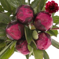 Pfingstrose rot Sarah Bernard 45cm klein