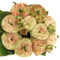 Rose Freiland hell grün/rot Latin Pompon 4+Blüte 40cm