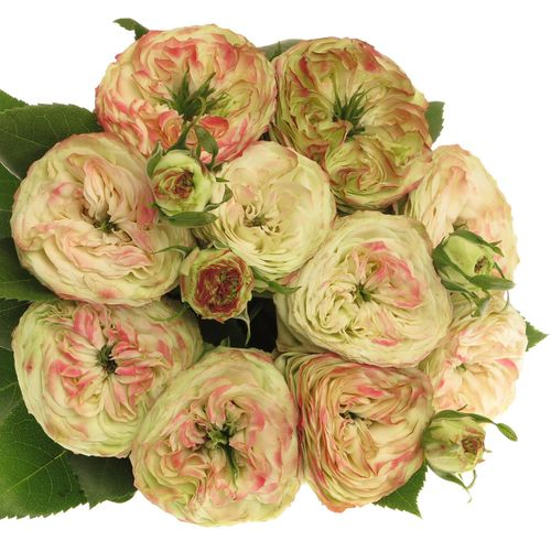 Rose Freiland hell grün/rot Latin Pompon 4+Blüte 40cm