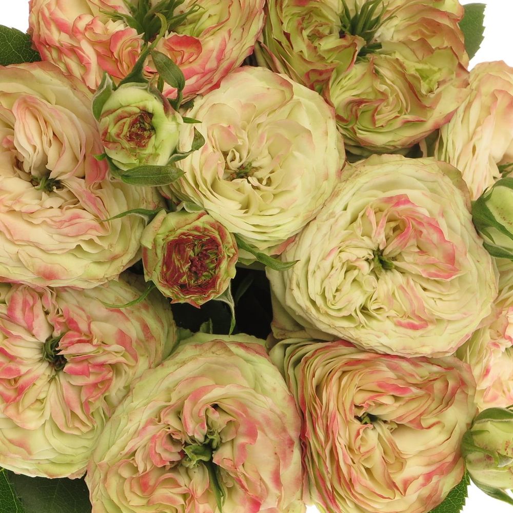 Rose Freiland hell grün/rot Latin Pompon 4+Blüte 40cm