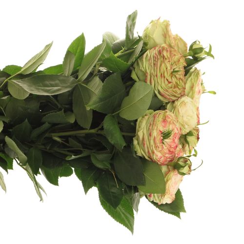Rose Freiland hell grün/rot Latin Pompon 4+Blüte 40cm
