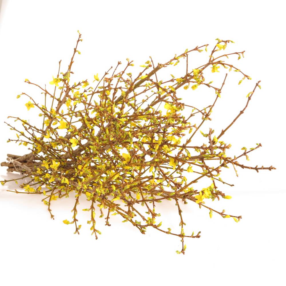 Forsythia gelb  90cm