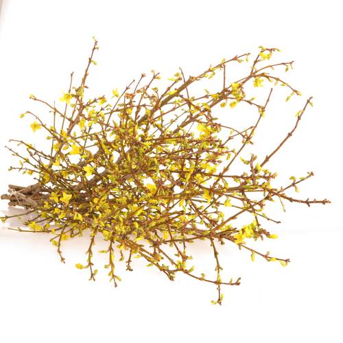 Forsythia gelb  90cm