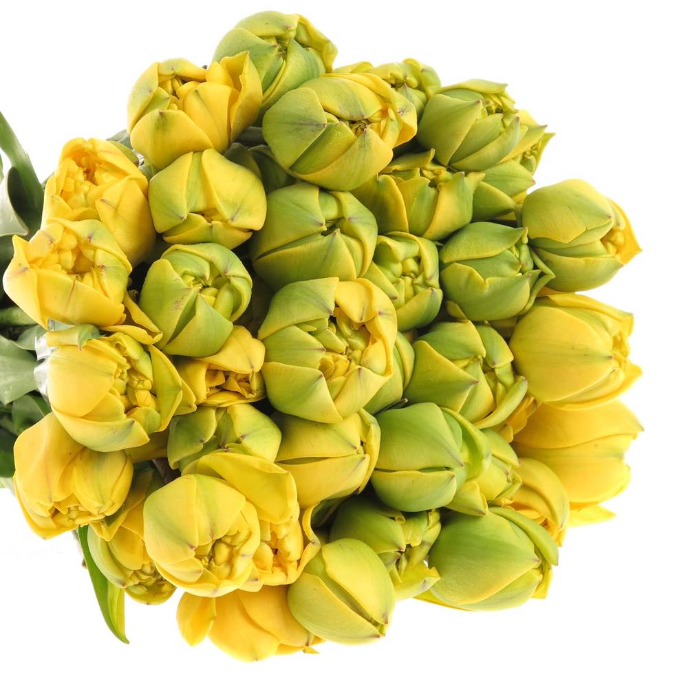 Tulpe Freiland gelb Yellow Pompone 22 Gramm