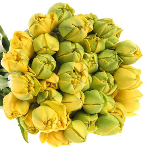 Tulpe Freiland gelb Yellow Pompone 22 Gramm