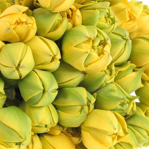 Tulpe Freiland gelb Yellow Pompone 22 Gramm