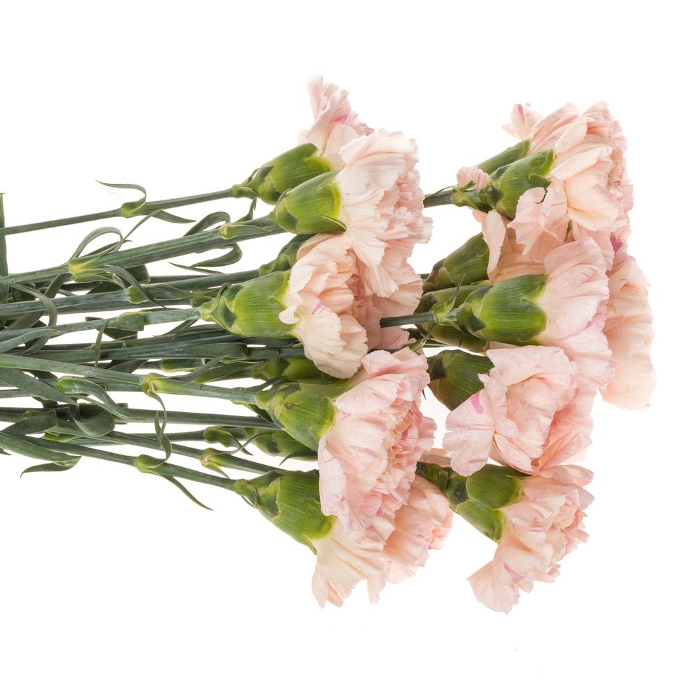 Nelke rosa Sakura Minami 60cm