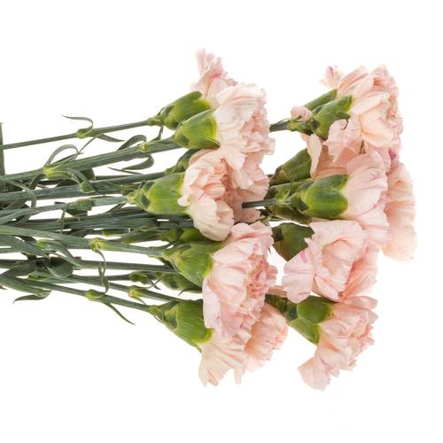 Nelke rosa Sakura Minami 60cm
