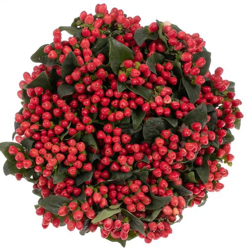 Hypericum rot verzweigt Magical Royal Red 60cm