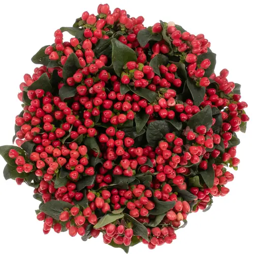 Hypericum rot verzweigt Magical Royal Red 60cm