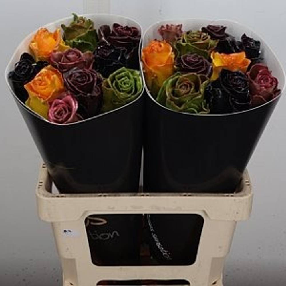Rose mix Wachs Herbst Avalanche (W120) 60cm