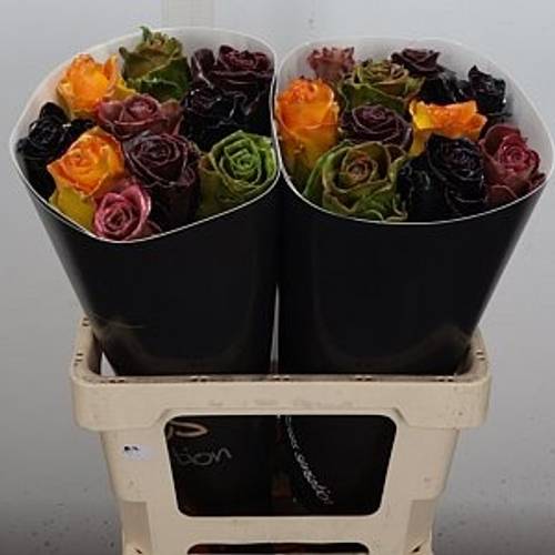 Rose mix Wachs Herbst Avalanche (W120) 60cm