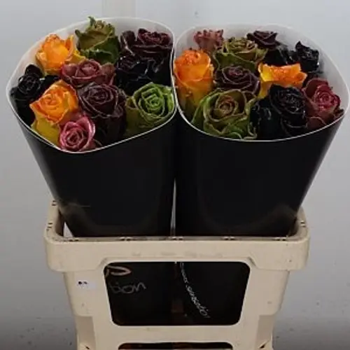 Rose mix Wachs Herbst Avalanche (W120) 60cm