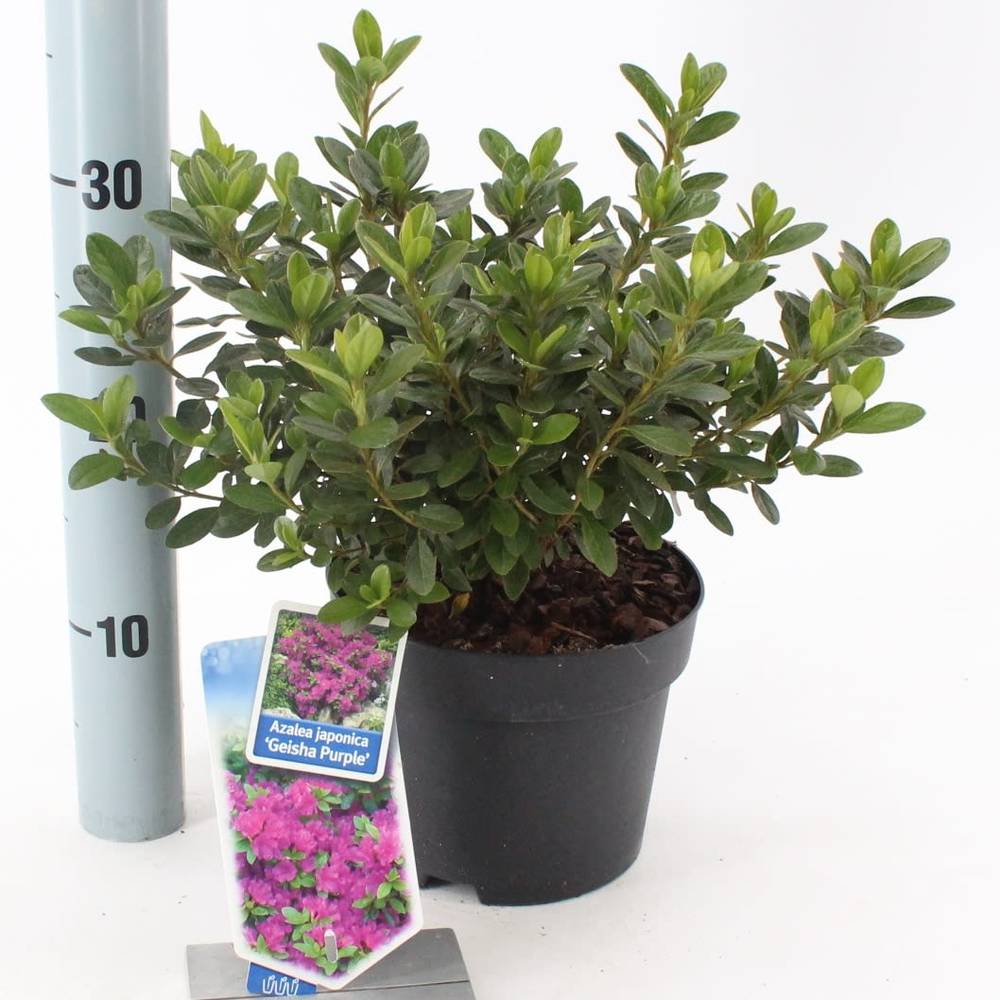 Rhododendron Geisha Purple T17 H25