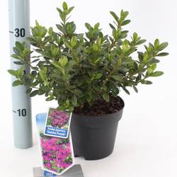 Rhododendron Geisha Purple T17 H25