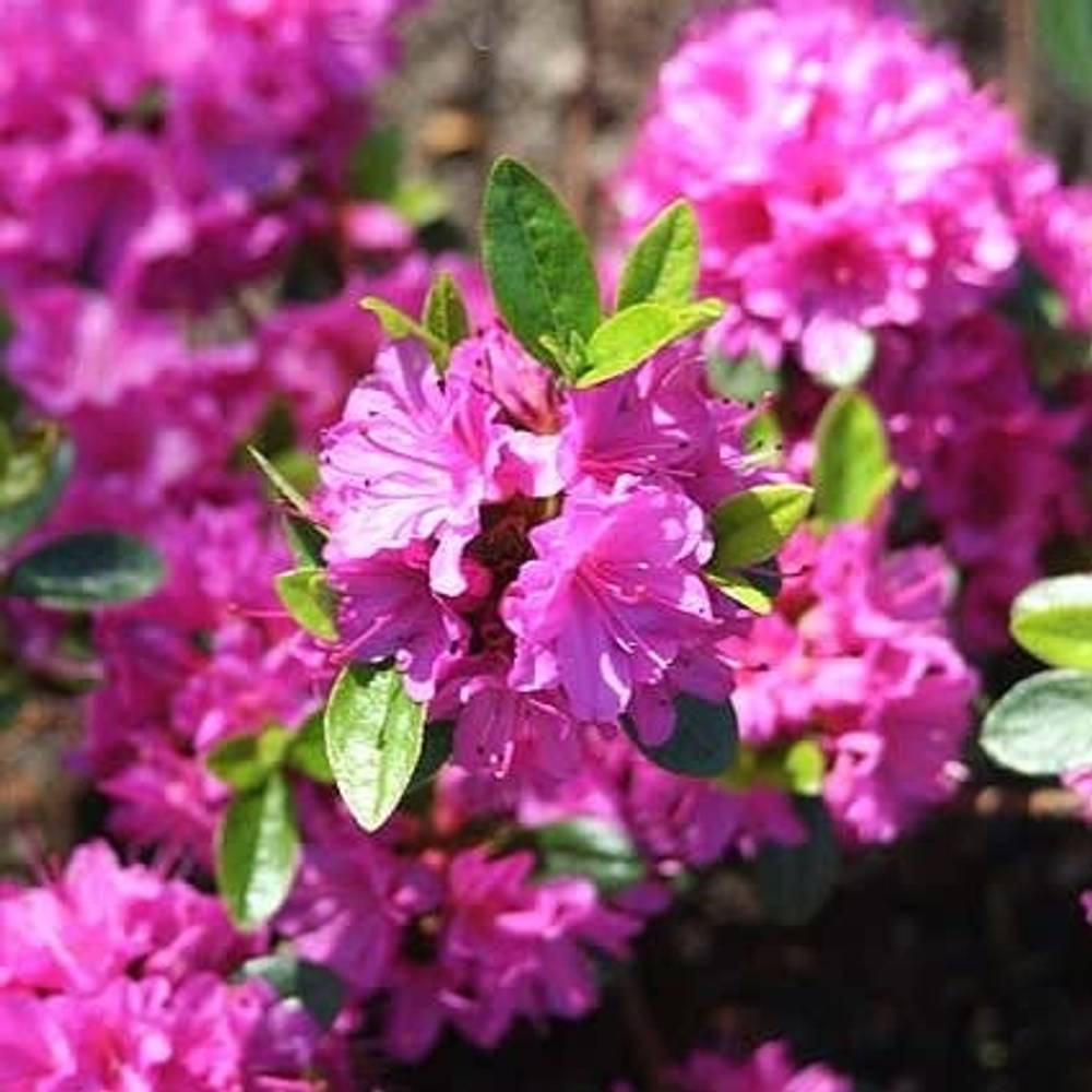 Rhododendron Geisha Purple T17 H25