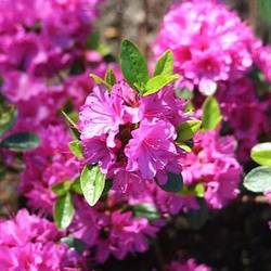 Rhododendron Geisha Purple T17 H25
