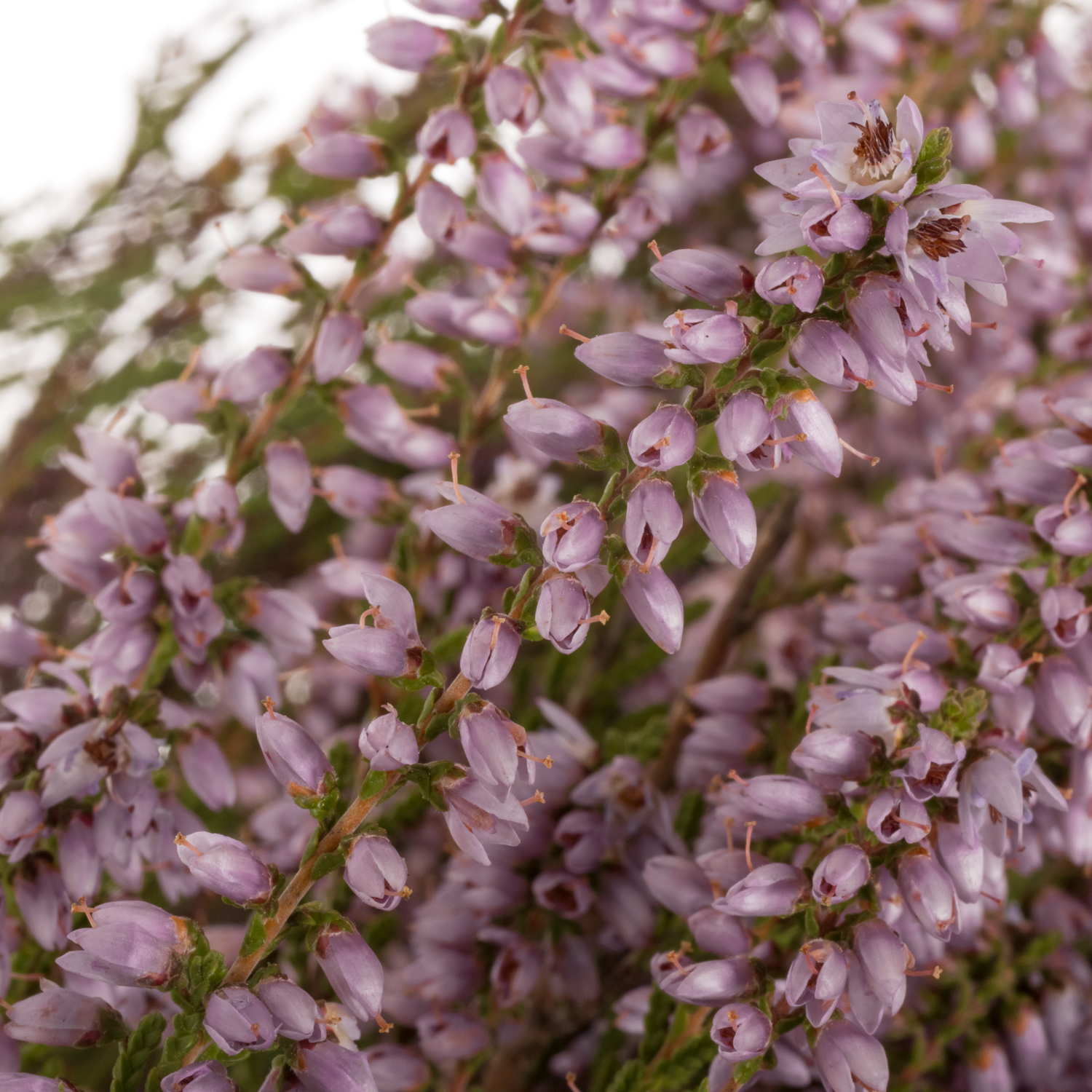 Erica lila 200 Gramm 60cm