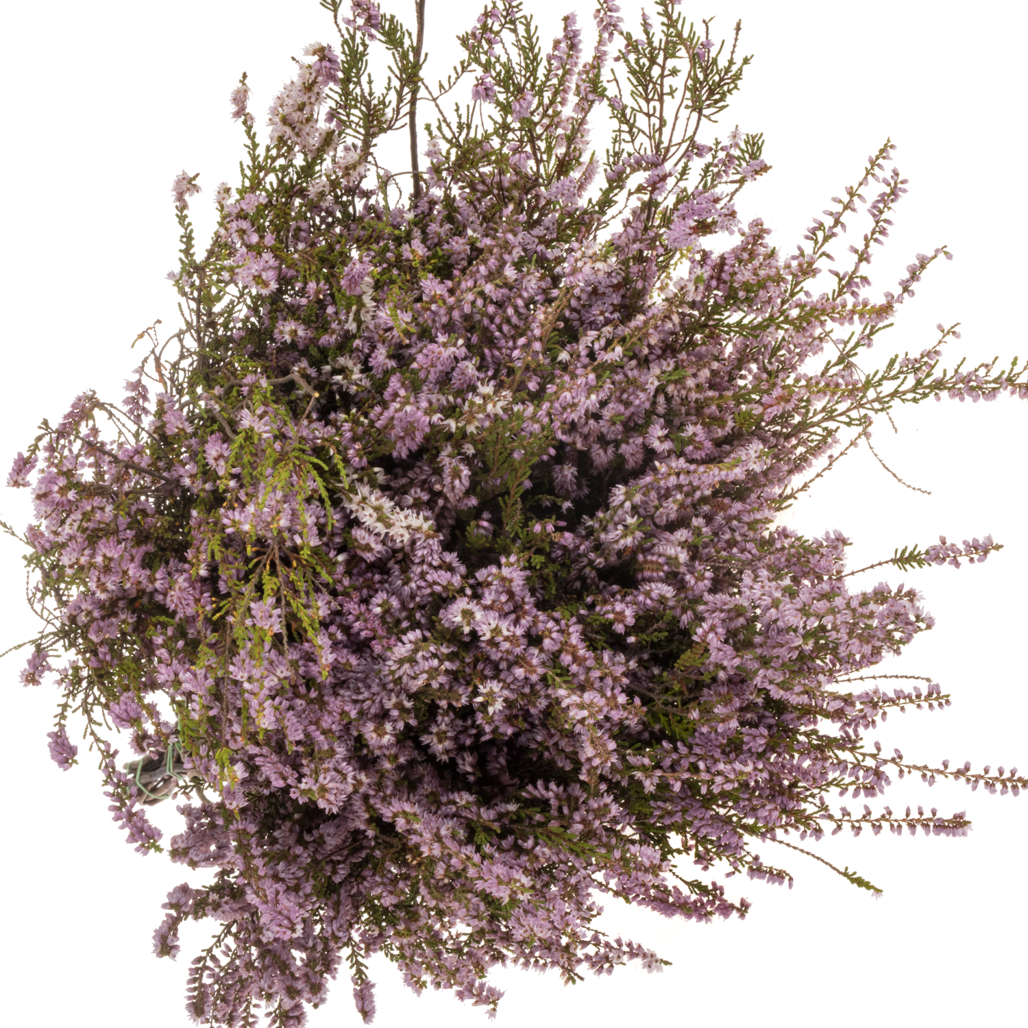 Erica lila 200 Gramm 60cm