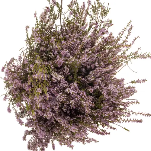Erica lila 200 Gramm 60cm