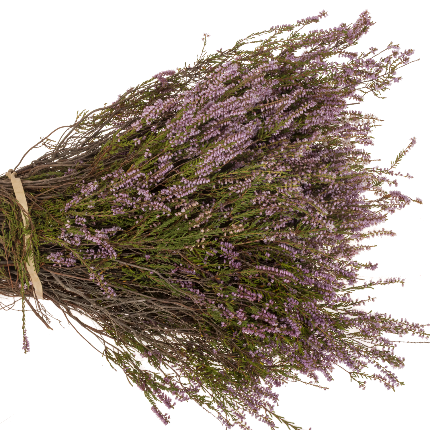 Erica lila 200 Gramm 60cm