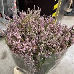 Erica lila 200 Gramm 60cm
