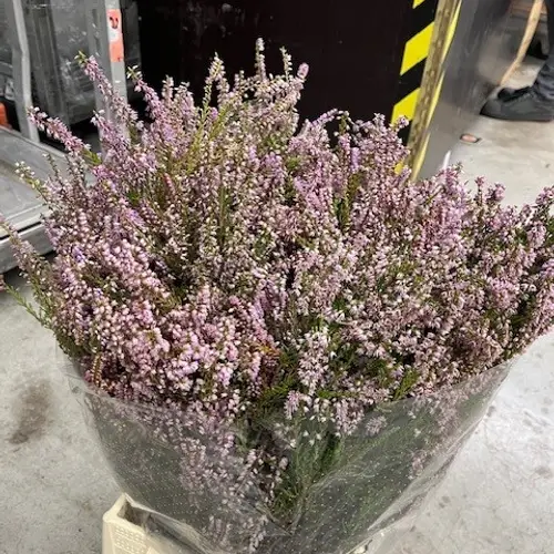 Erica lila 200 Gramm 60cm