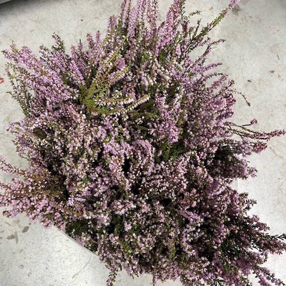 Erica lila 200 Gramm 60cm