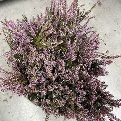 Erica lila 200 Gramm 60cm