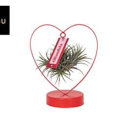 Tillandsia Love Edition T10,5 H023