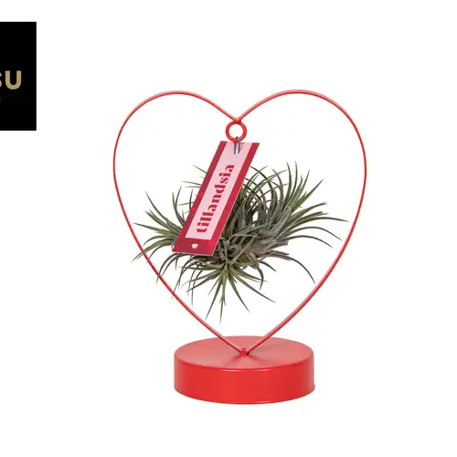 Tillandsia Love Edition T10,5 H023
