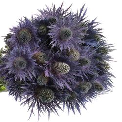 Distel blau Alpine 60 cm