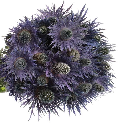 Distel blau Alpine 60 cm