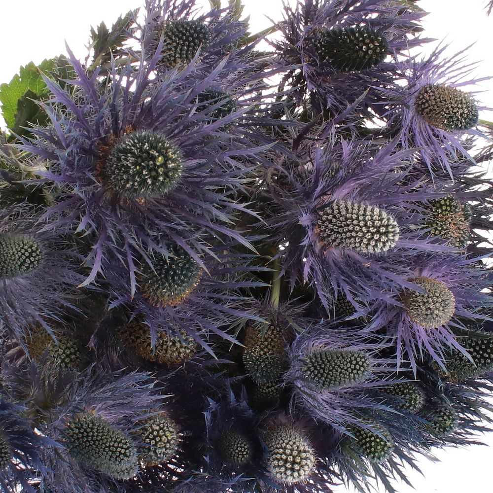 Distel blau Alpine 60 cm