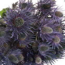 Distel blau Alpine 60 cm