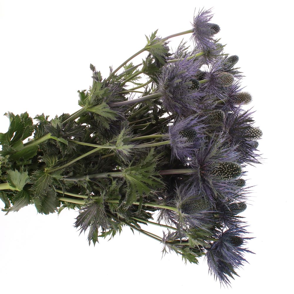 Distel blau Alpine 60 cm