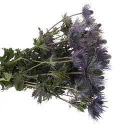 Distel blau Alpine 60 cm
