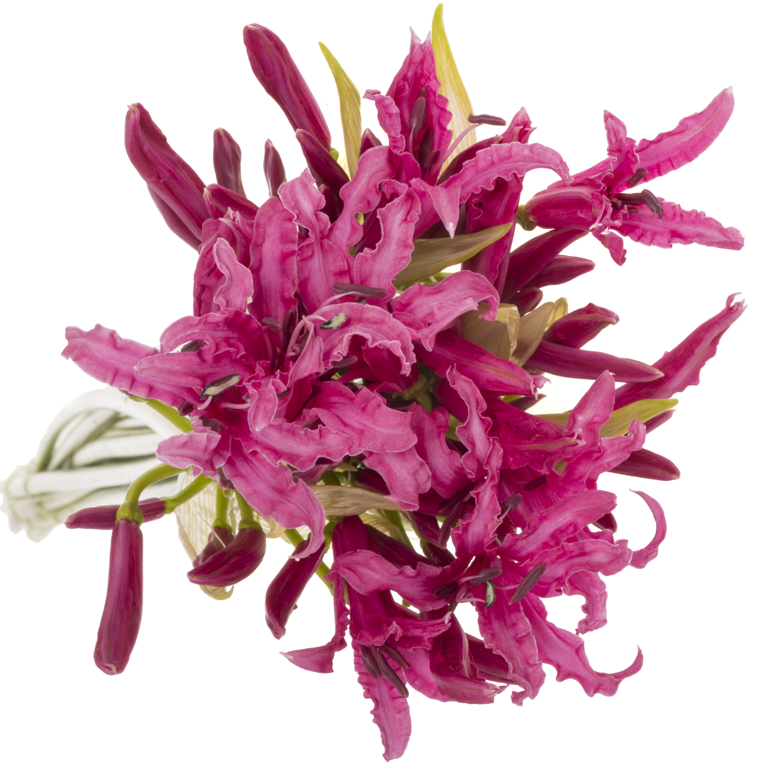 Nerine dunkel rosa Alexandra 70cm