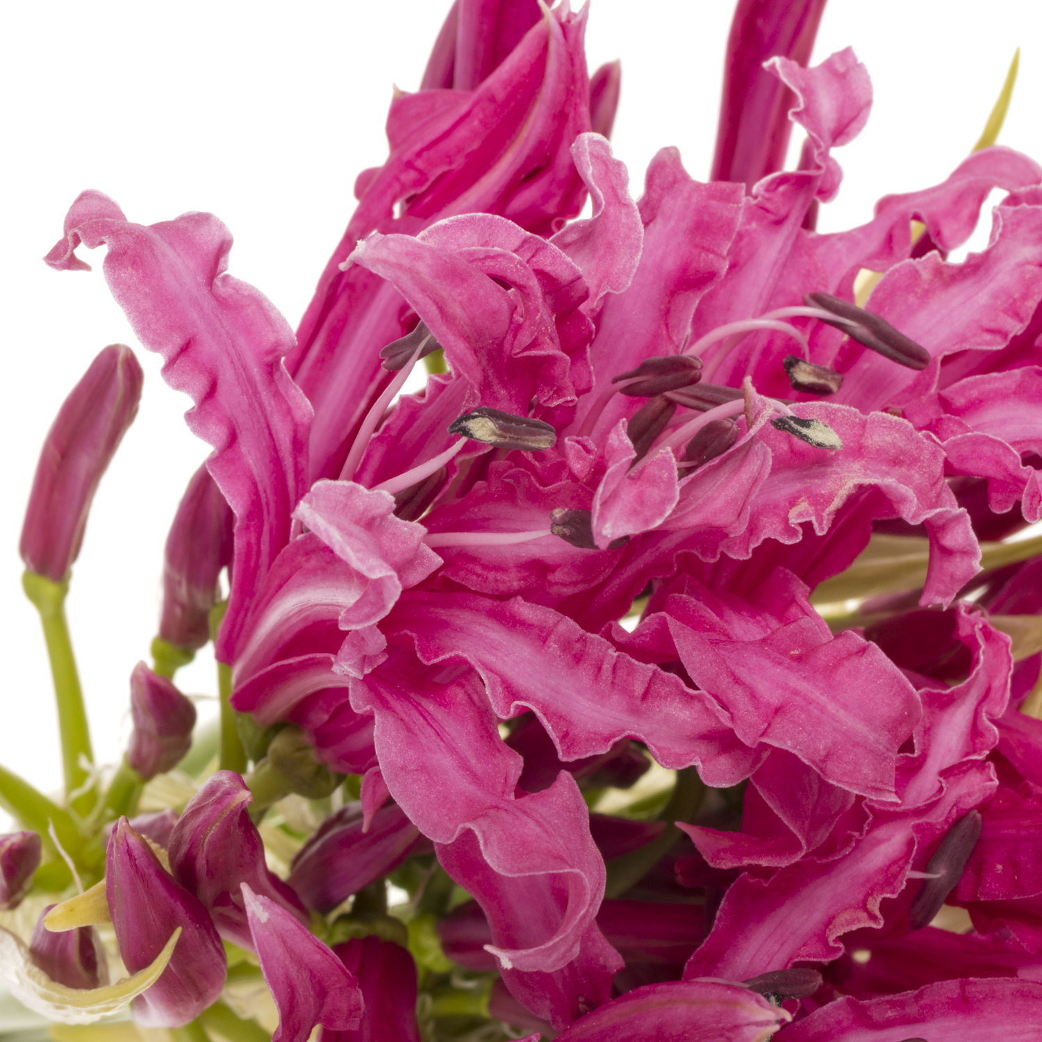 Nerine dunkel rosa Alexandra 70cm