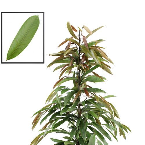 Ficus Amstel King T21 H100