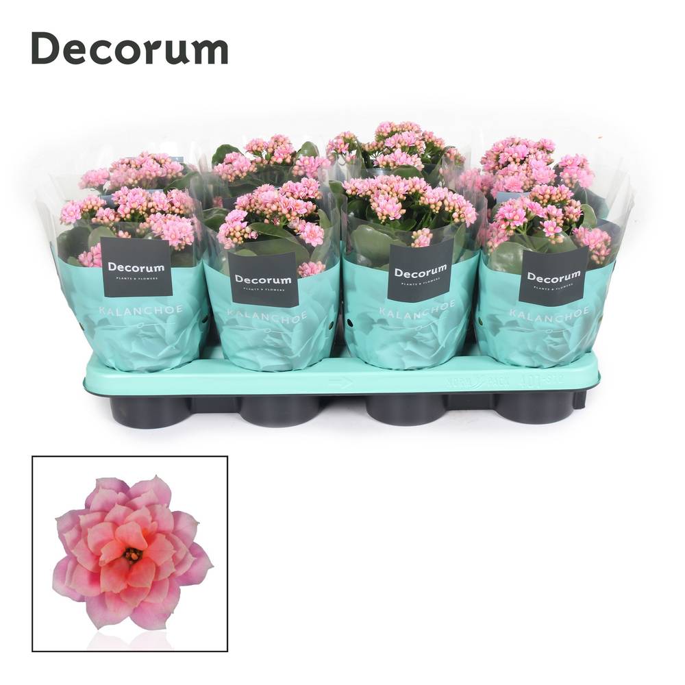 Kalanchoe Gef. rosa Serenity Rosa T12 H024
