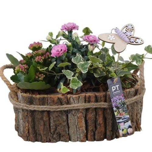Garten.Arr PTPP6985 T26 H023