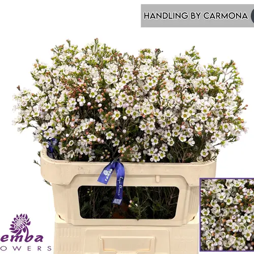 Wachsflower creme Sexy Ice 30 gramm 70cm