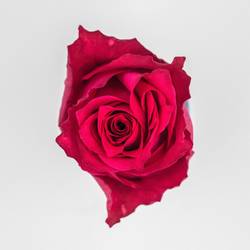 Rose fuchsia Premium Cherry 50cm