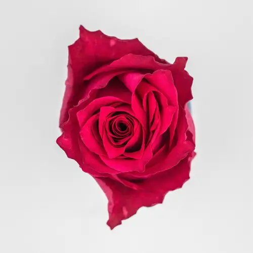 Rose fuchsia Premium Cherry 50cm