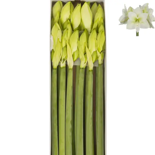 Amaryllis Krt.weiss Arinto x 12