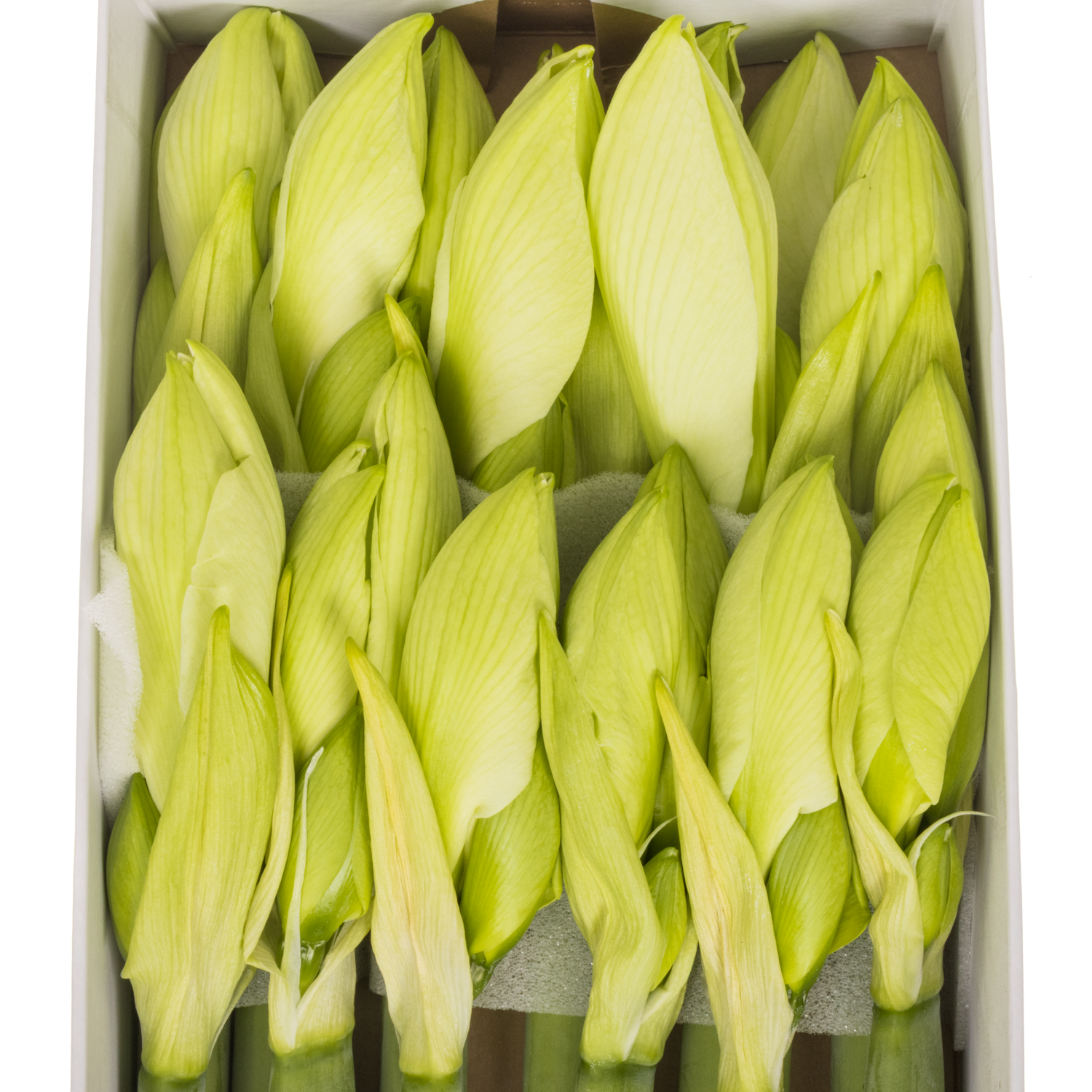 Amaryllis Krt.weiss Arinto x 12