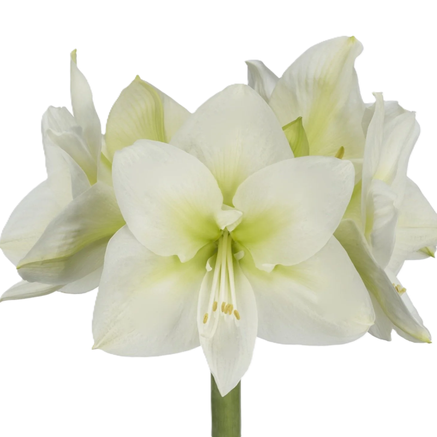 Amaryllis Krt.weiss Arinto x 12